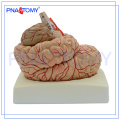 PNT-0611 9 partes de cerebro desmontable con arterias en la cabeza, modelo de cabeza, modelo cerebral